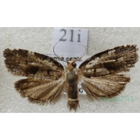 Dichelia histrionana (Frölich, 1828) Zwójka pędówka Czech21i